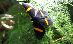 Panara soana