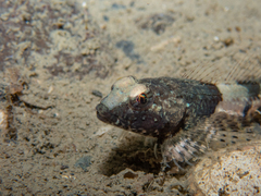 Spinynose Sculpin photo 2