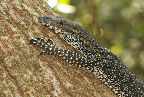 Lace Monitor, photo 3 of 7