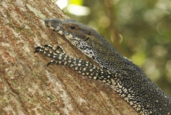 Lace Monitor photo 3