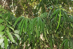 Podocarpus grayae