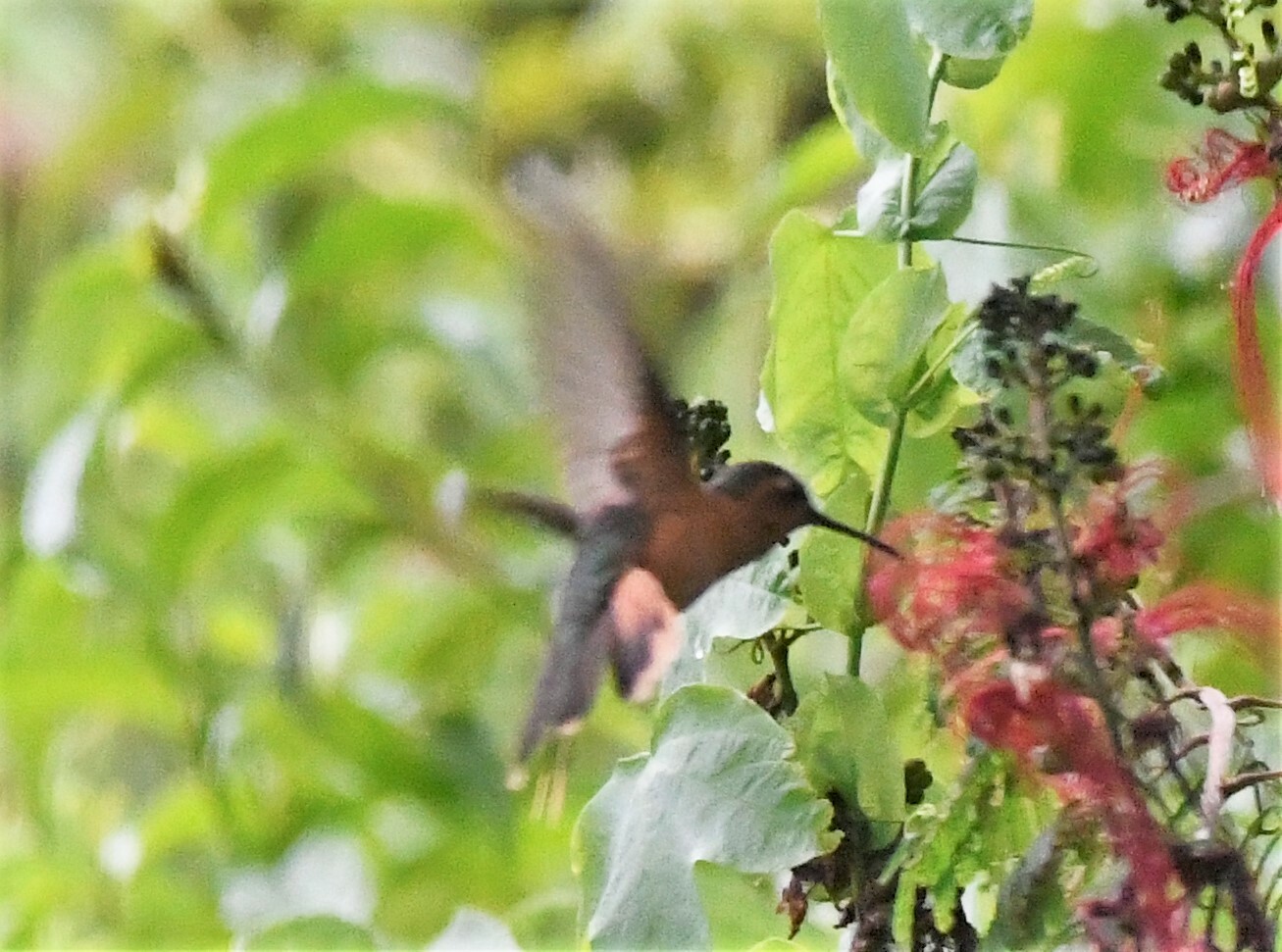 Rufous Sabrewing (Pampa rufa), photo 10