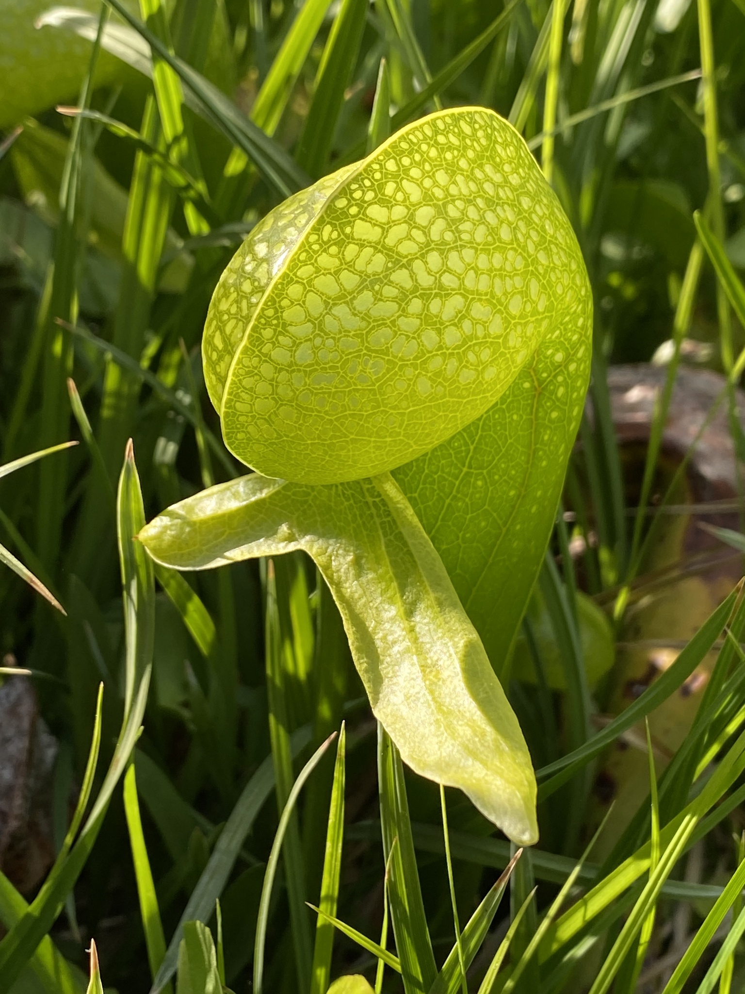 Darlingtonia californica