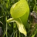 California Pitcher Plant - Photo (c) Jordan Collins, some rights reserved (CC BY-NC), uploaded by Jordan Collins