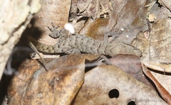 Nactus cheverti