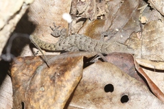 Nactus cheverti