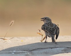 Passer domesticus