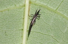 Idolothrips spectrum