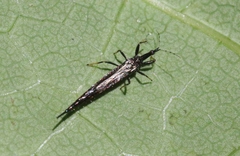 Idolothrips spectrum