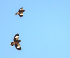 Acridotheres tristis