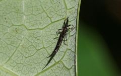 Idolothrips spectrum