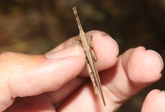 Desmoptera truncatipennis