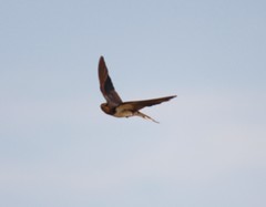 Hirundo rustica