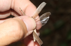 Desmoptera truncatipennis