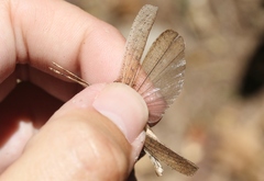 Desmoptera truncatipennis