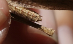 Desmoptera truncatipennis