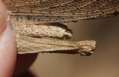 Desmoptera truncatipennis
