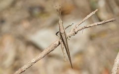 Desmoptera truncatipennis