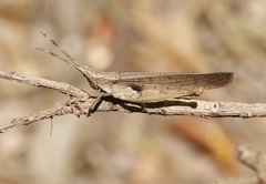 Desmoptera truncatipennis