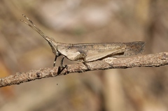 Desmoptera truncatipennis