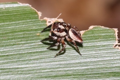 Euryattus wallacei