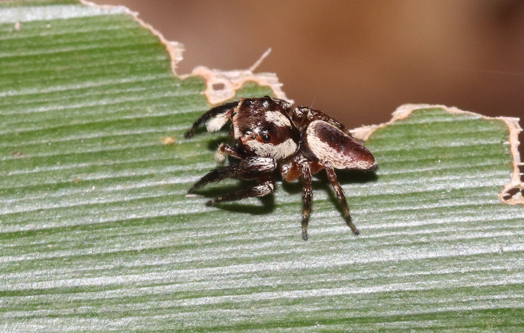Wallace's Euryattus