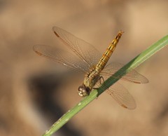 Brachythemis contaminata