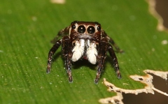 Euryattus wallacei