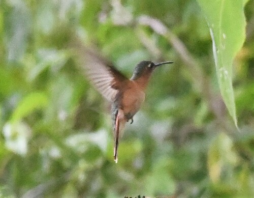 Rufous Sabrewing (Pampa rufa), photo 8