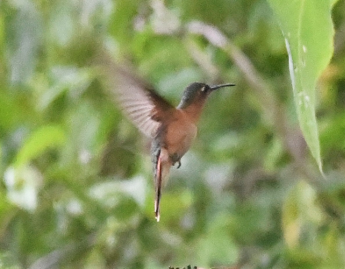 Rufous Sabrewing (Pampa rufa), photo 9