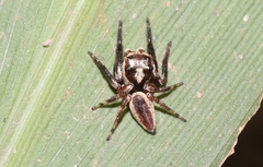 Euryattus wallacei