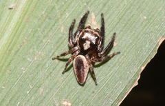 Euryattus wallacei