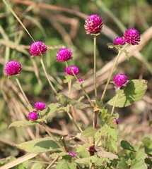 Gomphrena globosa