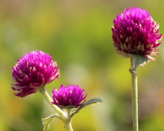 Gomphrena globosa