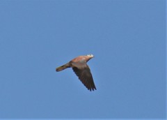 Streptopelia tranquebarica