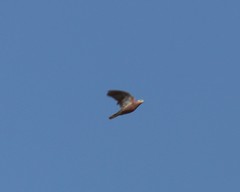 Streptopelia tranquebarica