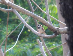 Passer domesticus