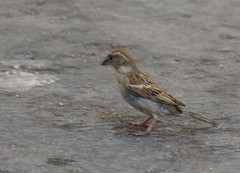 Passer domesticus