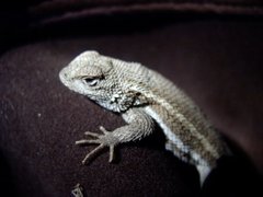 Sceloporus virgatus