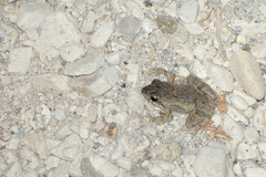Manabi Dwarf Frog photo 4