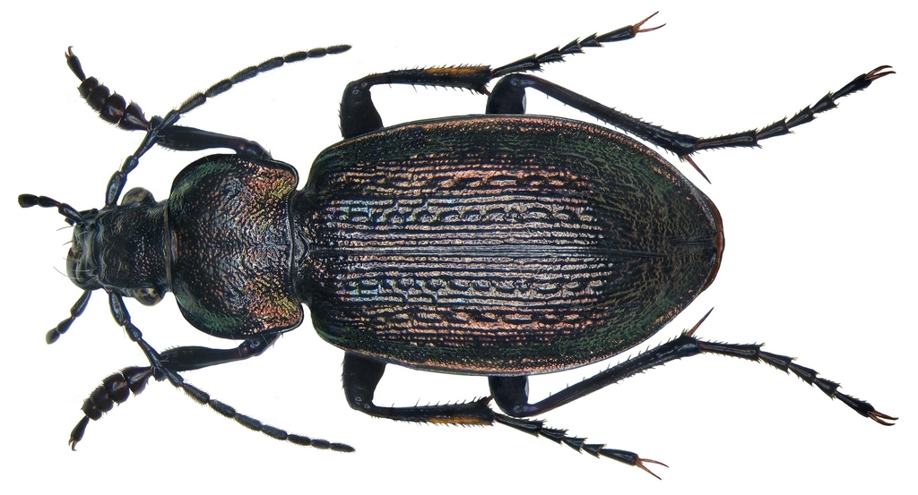Carabus arcensis