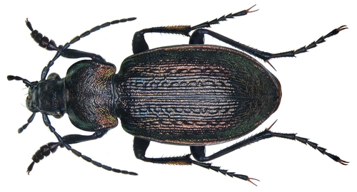 Carabus arcensis