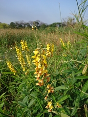 Crotalaria trichotoma