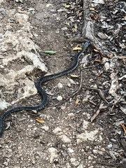 Cubophis cantherigerus