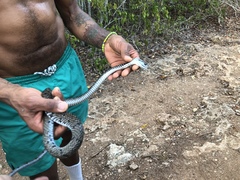 Cubophis cantherigerus