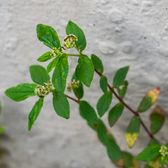 Euphorbia hirta image