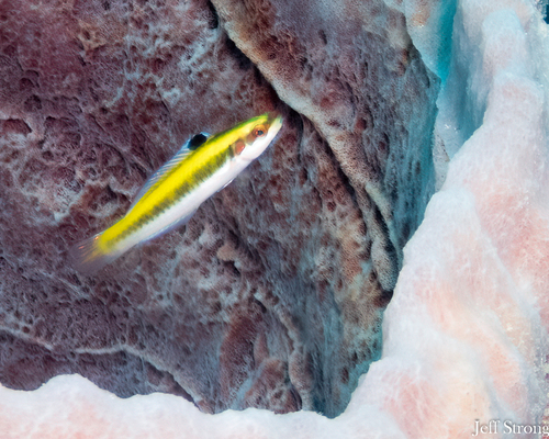 Caribbean Bluehead Wrasse