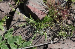 Pectocarya linearis ferocula
