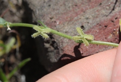 Pectocarya linearis ferocula
