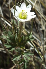 Anemone tuberosa